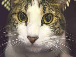 Pin On Adopt A Cat Urgent Forever Homes Needed