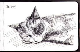 Ink Drawing Of Oliver The Cat Sleeping In Ballpoint Pen One Drawing Daily