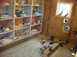 How To Design Pigeon Loft Make A House Or Home For Pigeon Himalayan Pigeon Pigeon Loft Pigeon Loft Design Racing Pigeon Lofts