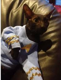 Halloween Pet Costume Captain Kirk Style Sphynx Cat Clothes Star Trek Shirt Dog Costume Costumes For Pets Spock Shirt Cat Furry Sphynx Cat Clothes Pet Costumes
