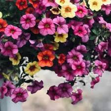 Image result for foto surfínie