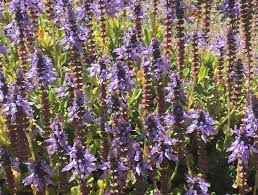 Image result for Coleus neochilus