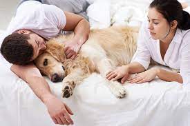 How To Recognize A Dying Dog In The Final Moments Lovetoknow