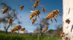 Are more of them inside the hive, or outside near the entrance? Dying Bees What S The Big Deal Environment All Topics From Climate Change To Conservation Dw 19 05 2021
