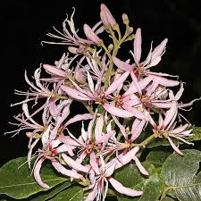 Image result for Calodendrum capense