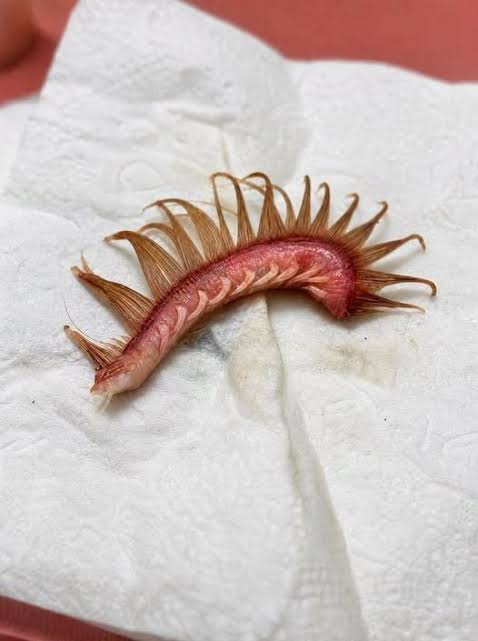 What is this object found in dog fur?