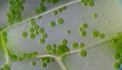 The plant and animal cell structures are very much similar because of the presence of eukaryotic cells in both. Top 30 Plant Cell Gifs Find The Best Gif On Gfycat