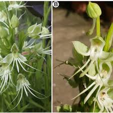 Image result for Habenaria aberrans