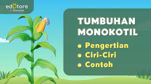 Jika dalam ilmu biologi dikenal dua jenis tumbuhan berdasarkan jumlah keping bijinya yaitu tumbuhan dikotil dan monokotil, ada banyak perbedaan monokotil dan dikotil yang bisa dikenali baik secara langsung ataupun dari bentuk bagian dalam tumbuhan itu sendiri. Tumbuhan Monokotil Pengertian Ciri Dan Contoh Belajardirumah Youtube