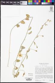 Image result for Convolvulus aschersonii