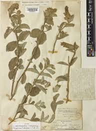 Image result for Neuracanthus africanus