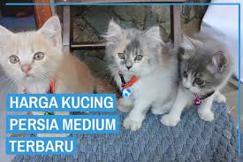 Kucing persia yang satu ini adalah salah satu jenis kucing persia yang paling banyak diminati. Update Daftar Harga Kucing Persia Medium Terbaru 2021 Kucingklik Com