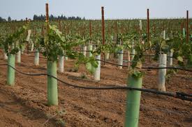 Use these backyard design ideas to transform your backyard. How To Establish A Wine Grape Vineyard Osu Extension Service