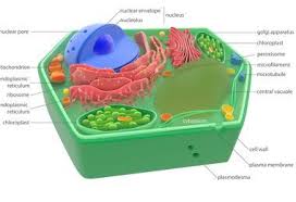 Animal cells tend to be smaller than plant cells. Unicellular Vs Multicellular National Geographic Society