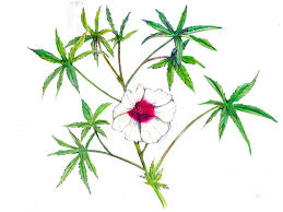Image result for Hibiscus cannabinus