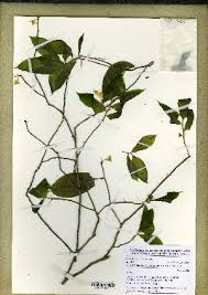 Image result for Ochna leptoclada