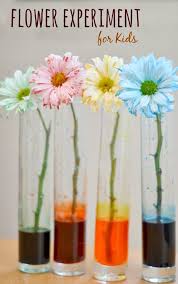 Flower Experiment For Kids Spring Activities Preschool Science Science For Kids