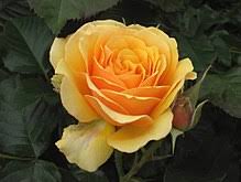 Sämling von 'émile courtier' synonyme: Garden Roses Wikipedia Worddisk