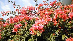 Image result for Bougainvillea