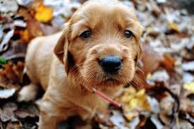 Golden Irish Puppies For Sale Greenfield Puppies