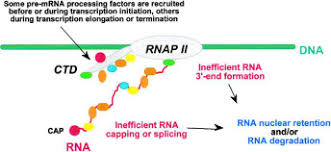 Check spelling or type a new query. Quality Control Of Mrna Function Cell