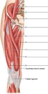 Chapter 25 Solutions Laboratory Manual For Human Anatomy Physiology Fetal Pig Version 2nd Edition Chegg Com
