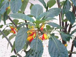 Image result for Impatiens niamniamensis