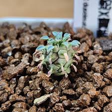 Image result for Euphorbia duseimata