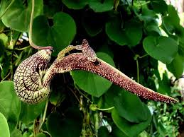 Image result for Aristolochia ringens
