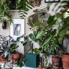 The Plant Doctor Is In Today On Igtv Hiltoncarter Is Sharing His Plant Lovers Holiday Gift Guide With Us Watch O Bedroom Plants Room With Plants Plants