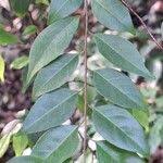 Image result for Hymenocardia ulmoides