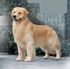 Pin By Hilal Demirci On Dogs Animals Cute Dogs Golden Retriever Golden Retriever Grooming
