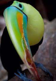 toucan animal bird endangered animals activities animals beautiful beautiful birds
