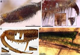How did this affect his political efforts? A Mantidfly In Cretaceous Spanish Amber Provides Insights Into The Evolution Of Integumentary Specialisations On The Raptorial Foreleg Scientific Reports