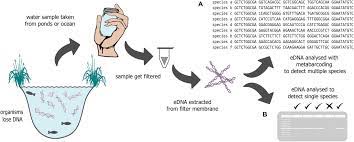 Frontiers Forensics Meets Ecology Environmental Dna Offers New Capabilities For Marine Ecosystem And Fisheries Research Marine Science