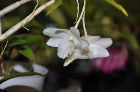 Image result for Streptocarpus arcuatus
