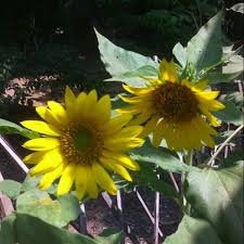 Tanaman bunga matahari adalah genus tanaman yang terdiri dari sekitar 70 spesies dalam keluarga asteraceae, berasal dari. Benih Bunga Matahari Lokal Shopee Indonesia
