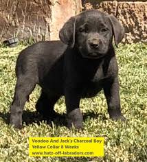 We offer quality silver, charcoal and white lab pups for sale near the finger lakes region of ny state. Pennysaver Akc Charcoal And Silver Lab Puppies In Riverside California Usa