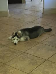 Loves To Sprawl On The Cold Floor Husky Dogs Cold