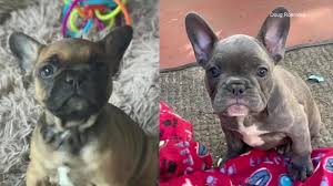 How many puppies does a french bulldog have at one time? 2 French Bulldog Puppies Found After Stolen From San Francisco Home Suspect Arrested Police Say Abc7 San Francisco
