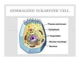 Their genetic material is organized in chromosomes. Cell Structure Function A Review Ppt Download