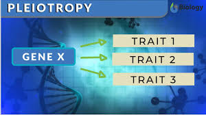 The other type of transport protein is called a carrier protein. Pleiotropy Definition And Examples Biology Online Dictionary