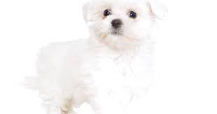 Get updates in your inbox whenver we get new pet listings that match your search. Maltese Puppy For Sale In Nj Petswall