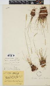 Image result for Microchloa altera