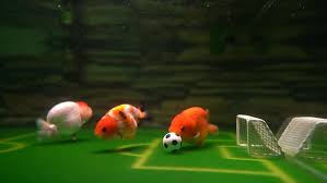 The football fish (チョウチンアンコウ, chōchin'ankō) is an uncommon fish introduced in animal crossing: Football More Like Fin Ball Chinese Goldfish Owner Trains Fish To Play Football Video Ruptly