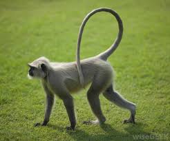 What Are The Personality Traits Associated With The Chinese Zodiac Sign Monkey Pet Monkey Monkey Breeds Types Of Monkeys