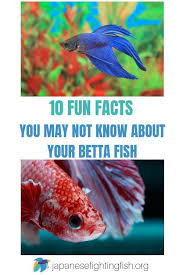 Betta Fish Facts 10 Fun Facts That Most Betta Owners Dont Know Betta Fish Care Betta Betta Aquarium