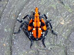 Image result for Scleria delicatula