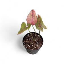 Image result for Pilea johnstonii