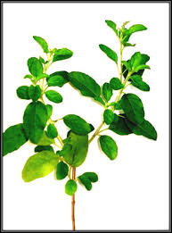 Image result for Ocimum natalense